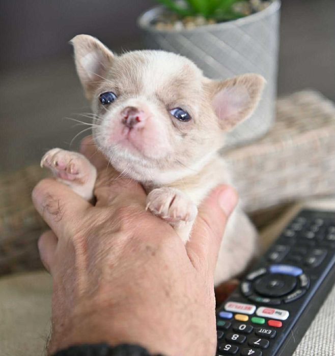 Женско мини чихуахуа лилаво мерле