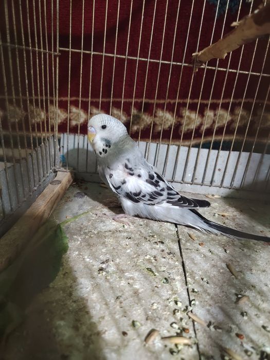 Волнистый папугой