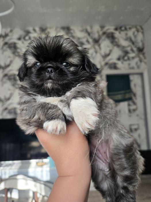 Продам щенков пекинеса