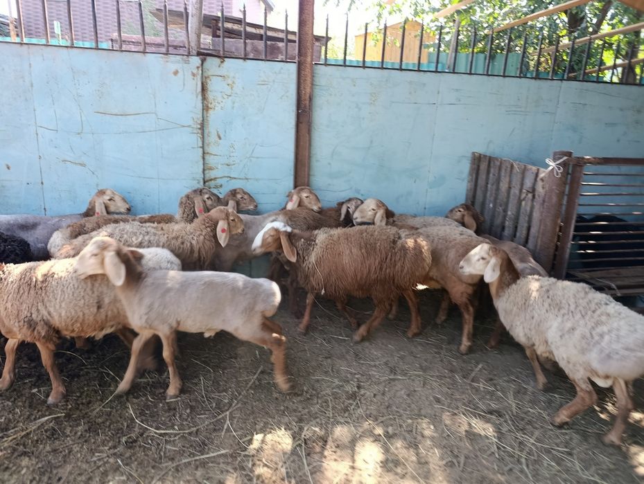 Койлар, бараны. Порода арашан.