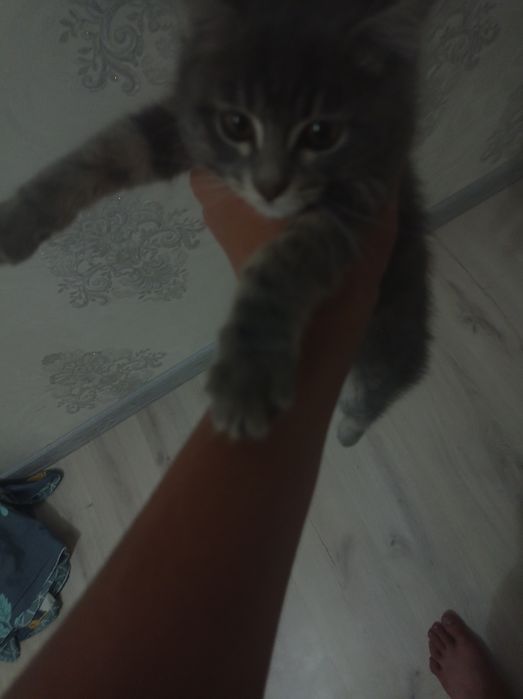 Skotish fold skotish strayt mushuklar sotildi