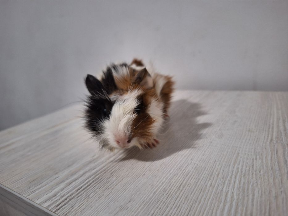 Продам детеныша морской свинки