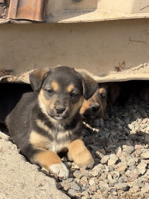 Отдам щенят в хорошие руки