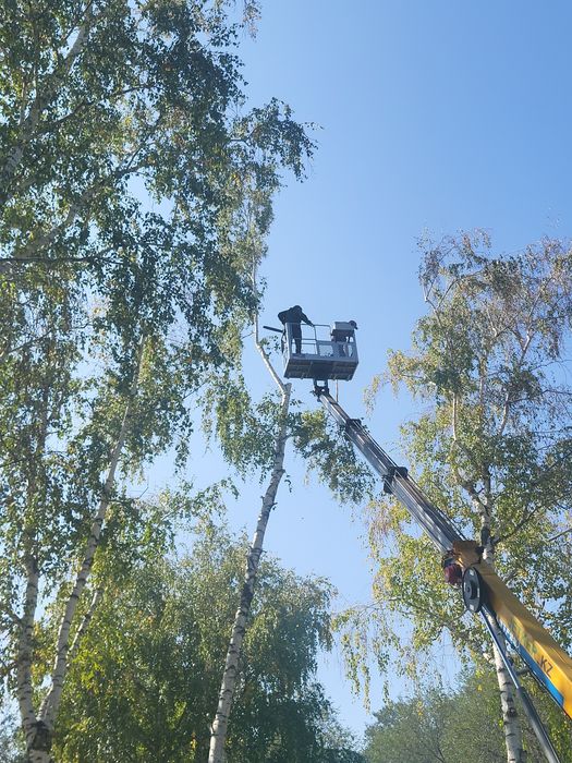 Спил деревьев агаш кесемиз