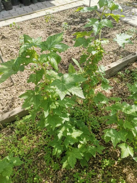 Кусты черной крупной смородины