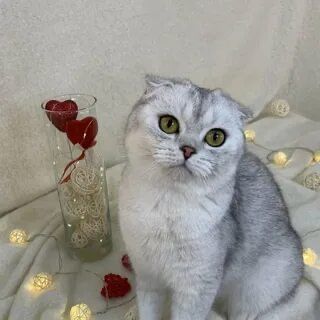 Отдадим когку в хорошие руки