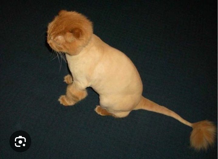 Стрижка кошек избавит вас от шерсти