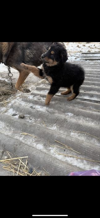 Отдам в хорошие руки