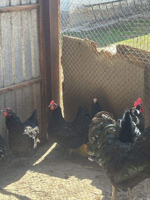 Инкубационные яйца австролорп