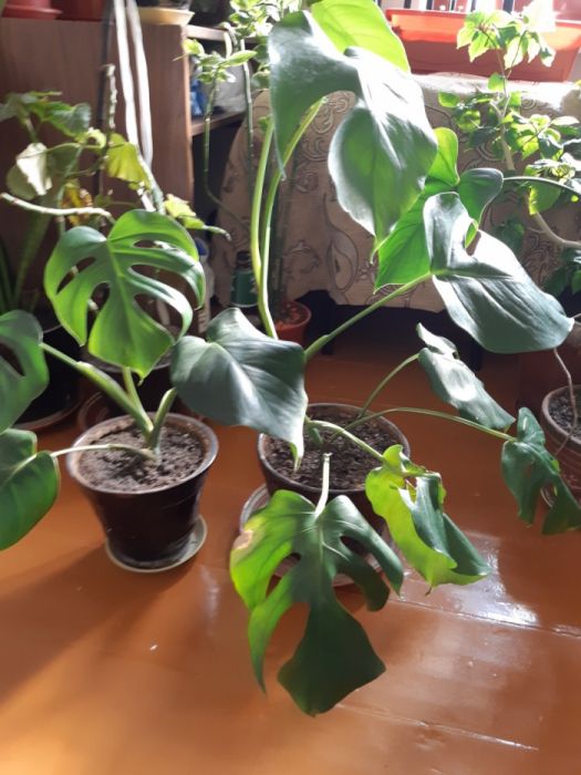 Цветы шикарные.поднимают настроение и улучшают цвет лица