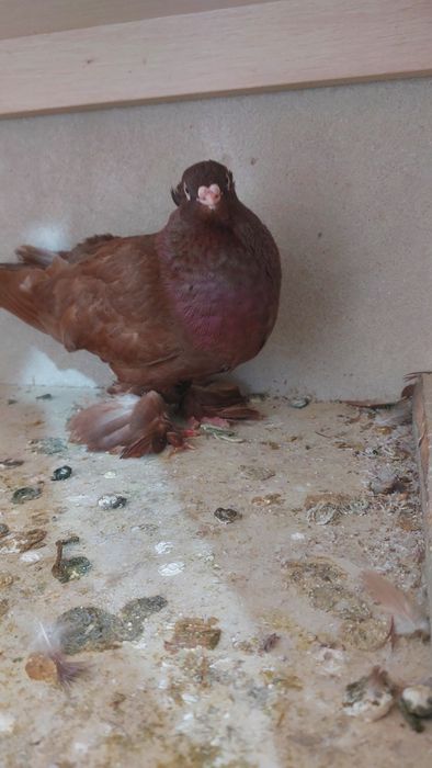 Голуби Красный руян кептер