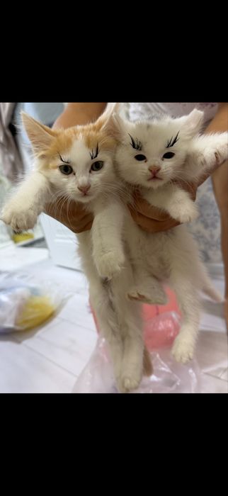 Котята ищут дом срочно