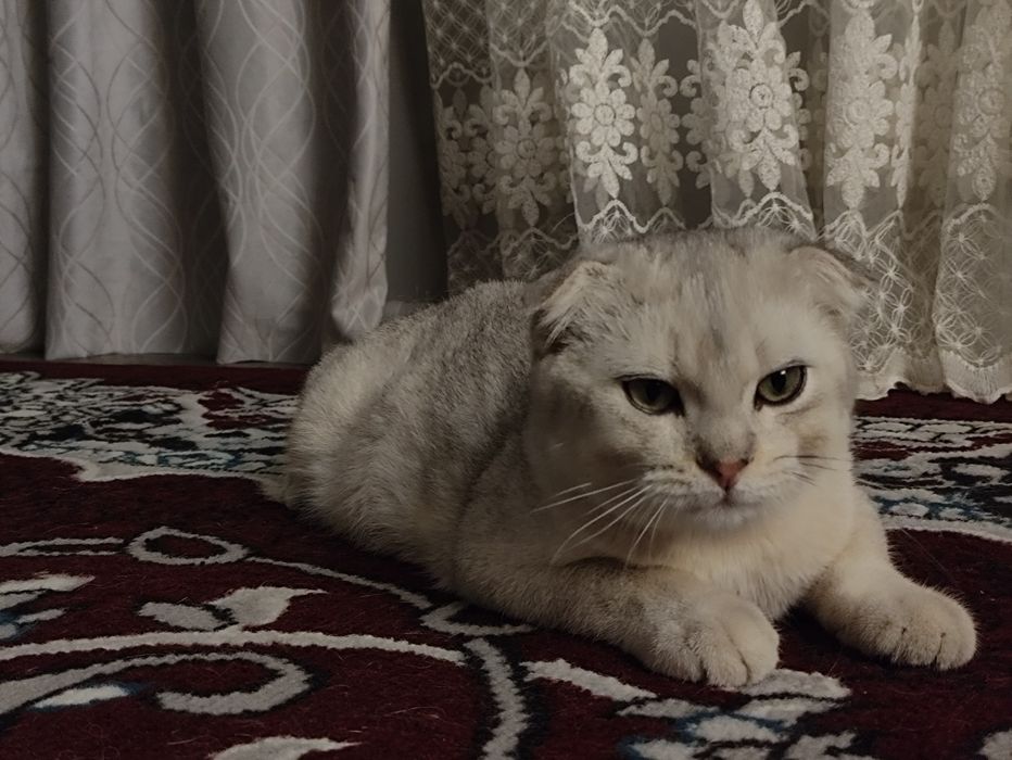 Вислоухий британец