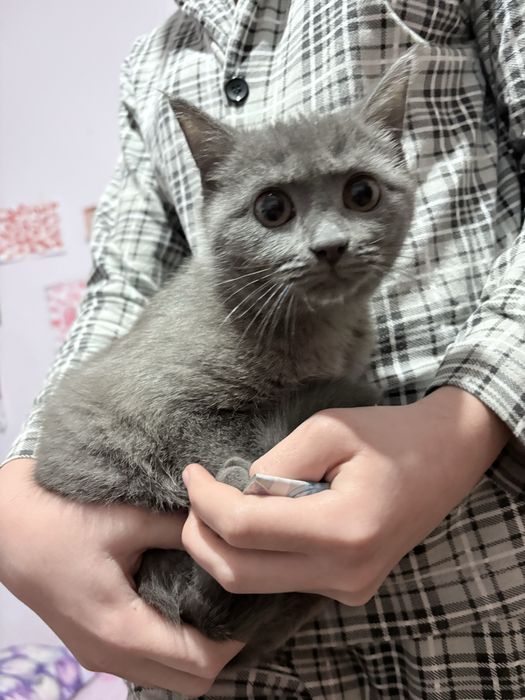 3 ойлик ранги серий