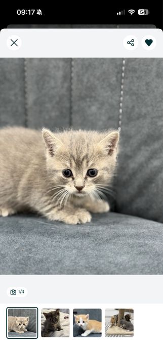 Котенок девоччка