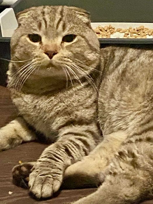 шикарный крупный самец вязка