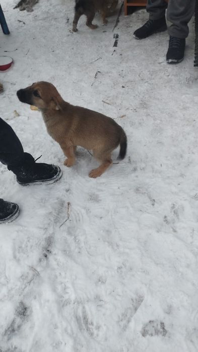 Отдам щенят сосновый бор