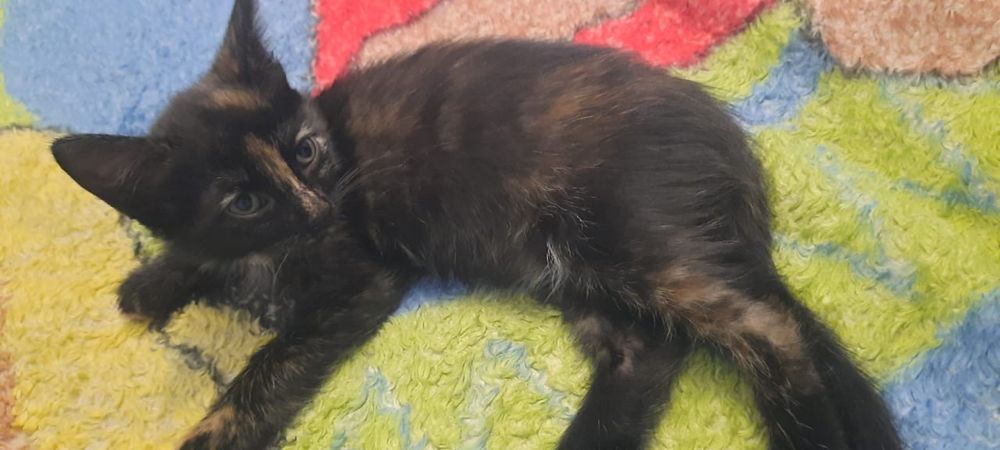 Актау! Отдаю котенка в добрые руки!