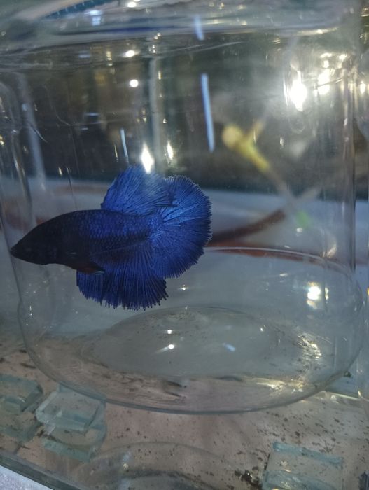 Петушок балик месний