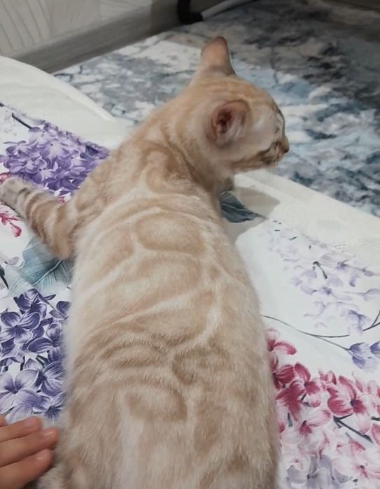 Бенгальские котята