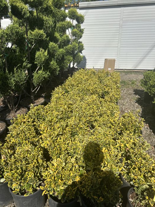 Plante ornamentale de vanzare