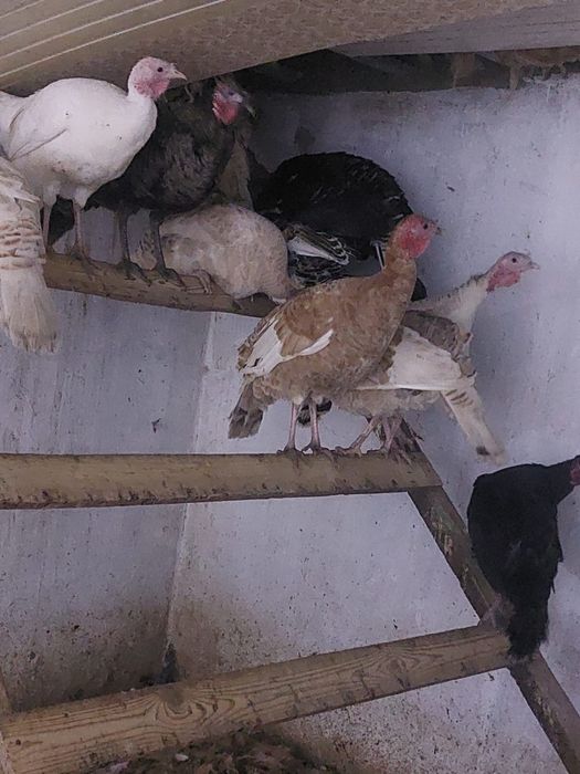 Индюшки на племя