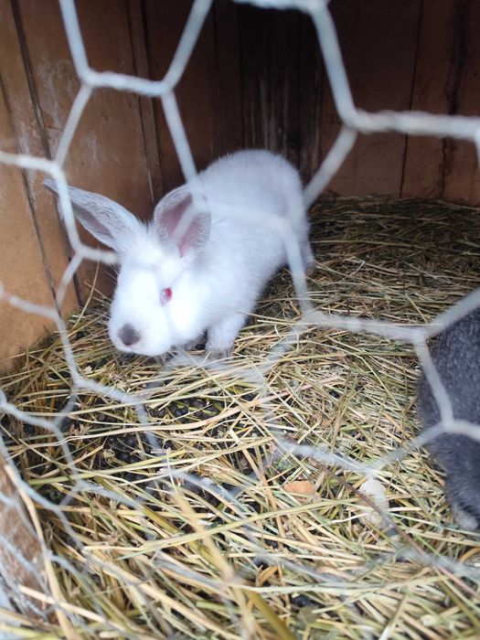 Iepurași de vanzare