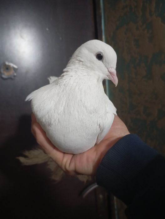 Продаются голуби