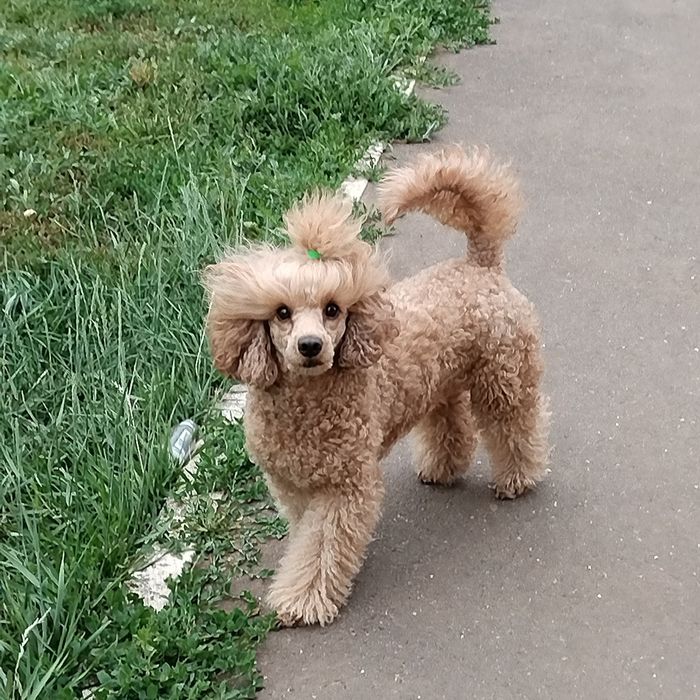 Щенок карликового пуделя