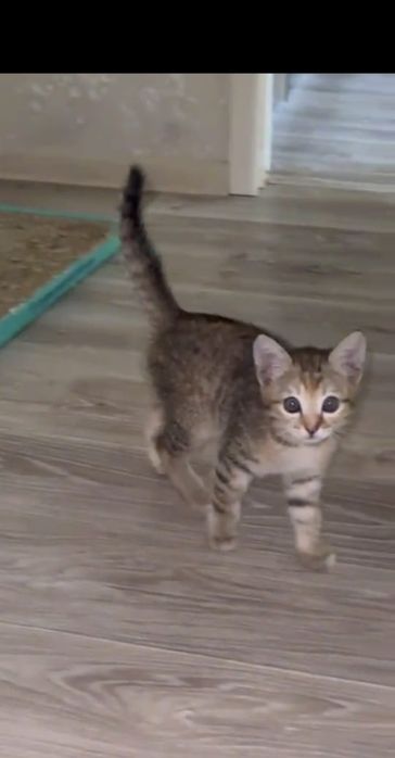 Котенок Мия в добрые руки!