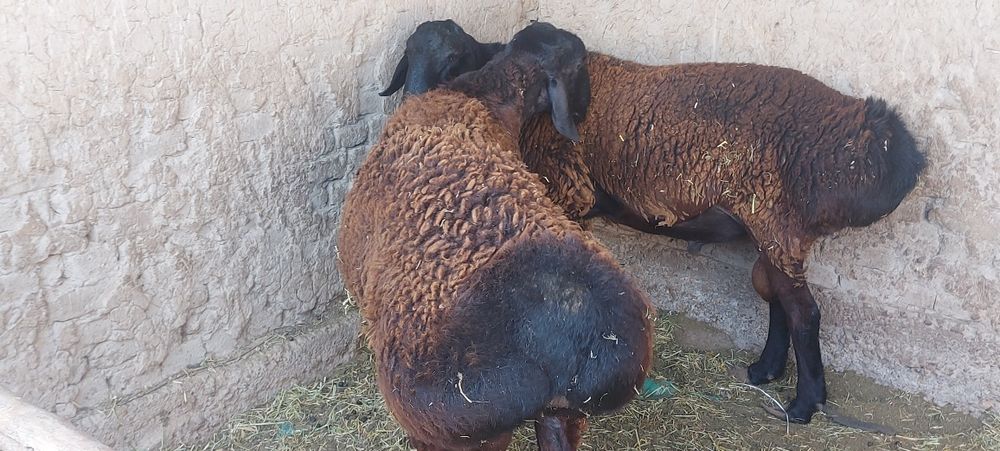 Гисарский қошқарлар