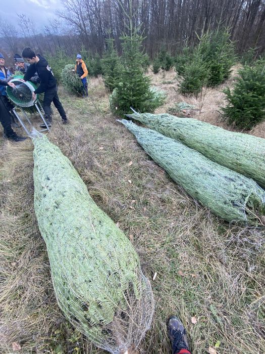 Brazi de Craciun 3-5 metri