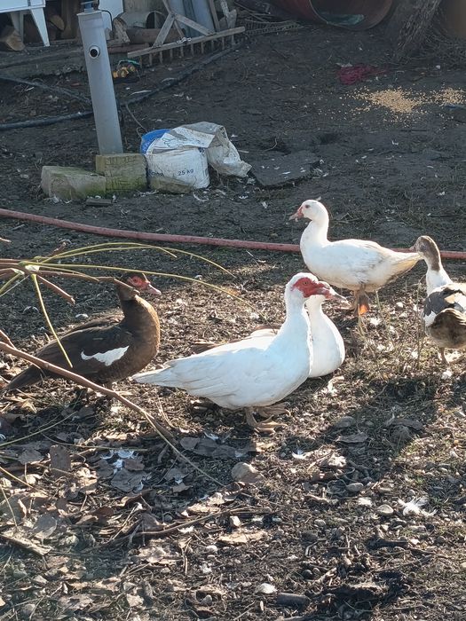 Rate mute și galagioase