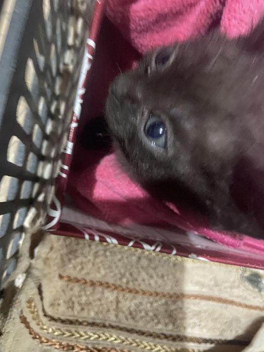 Котенок 1,5 мец