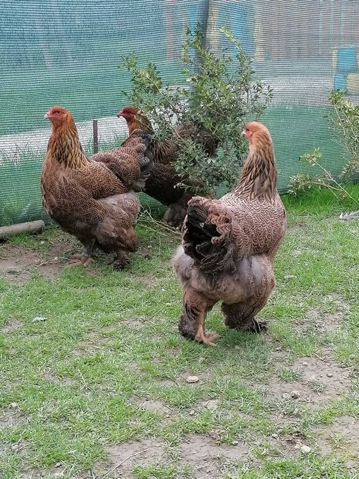 Vând oua: Brahma portelan și Brahma potarnichiu