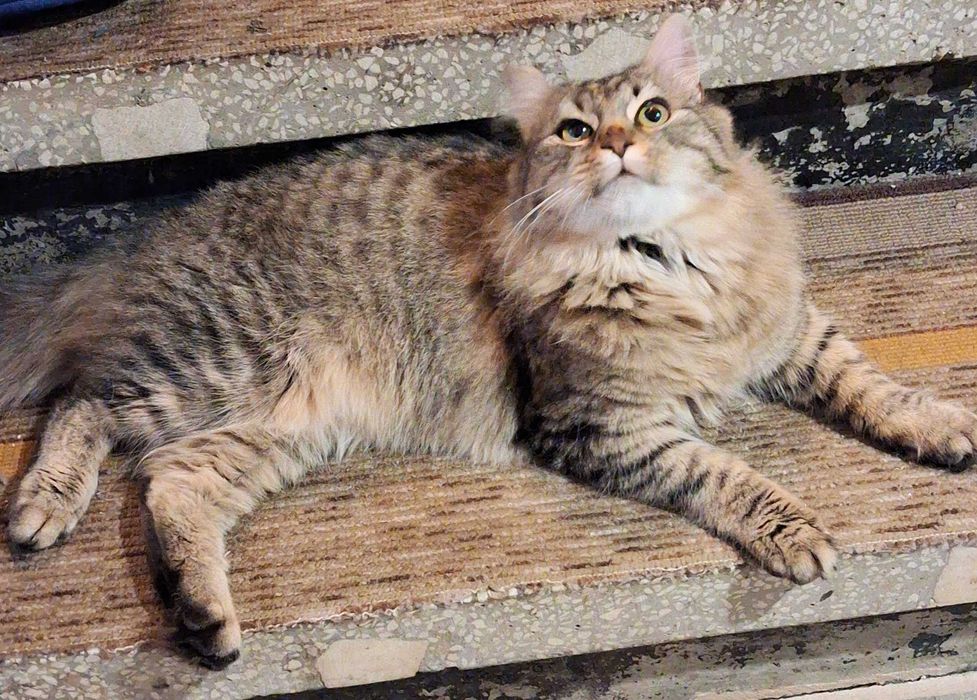 Продавам сибирско коте