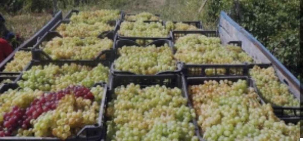 Struguri pentru vin