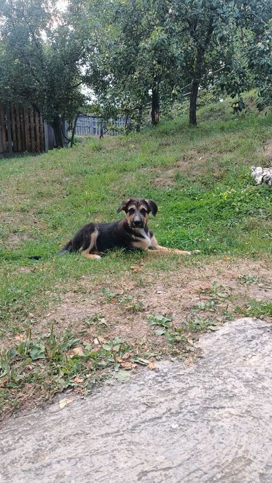 Câine / pui de cățel 3-4 luni