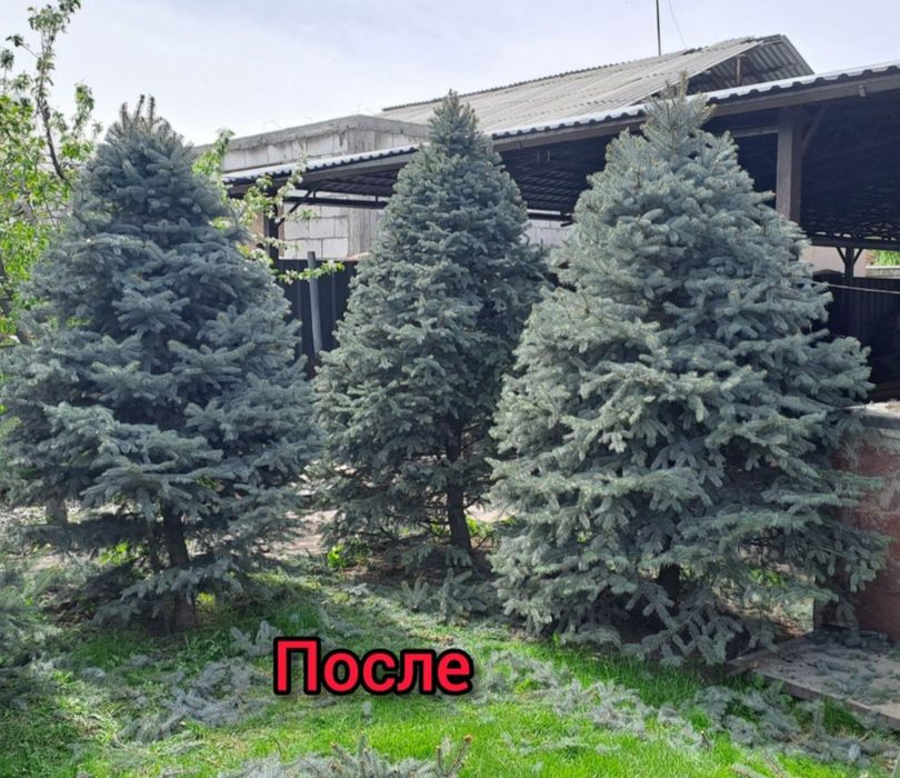 Услуги садовника