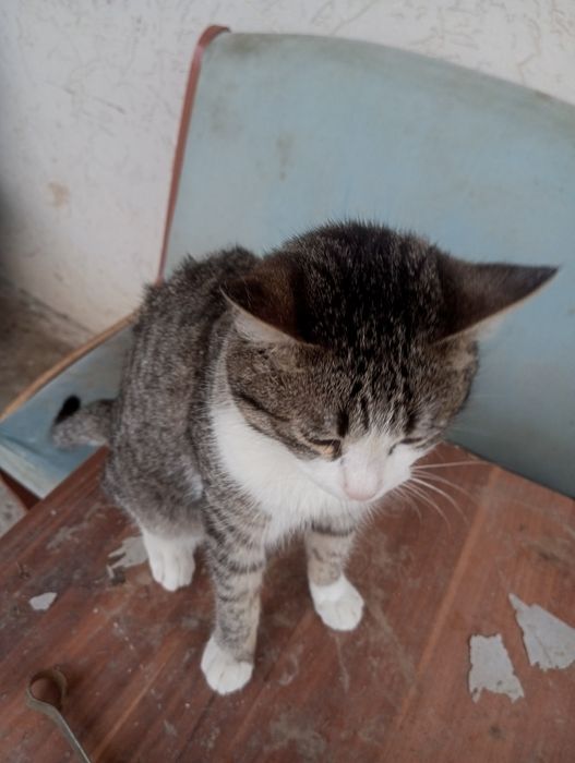 Отдаем котенка в хорошие руки