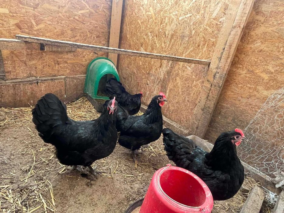 Gaini Australorp 2025