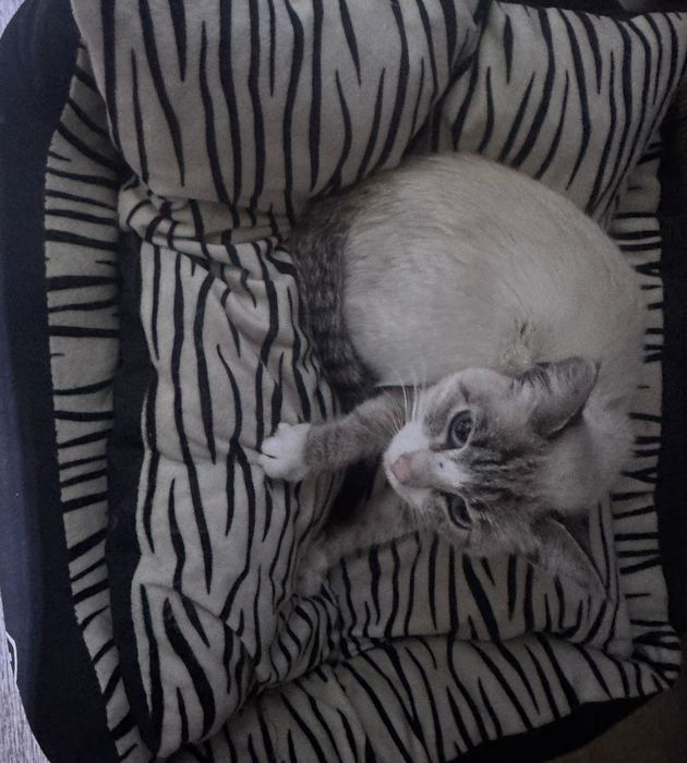 Отдаем кота в добрые руки, бесплатно