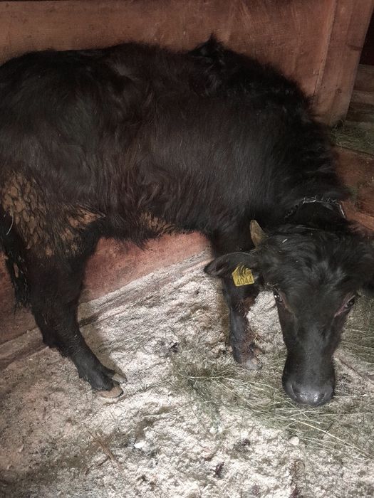 Vitei de bivolita de vânzare