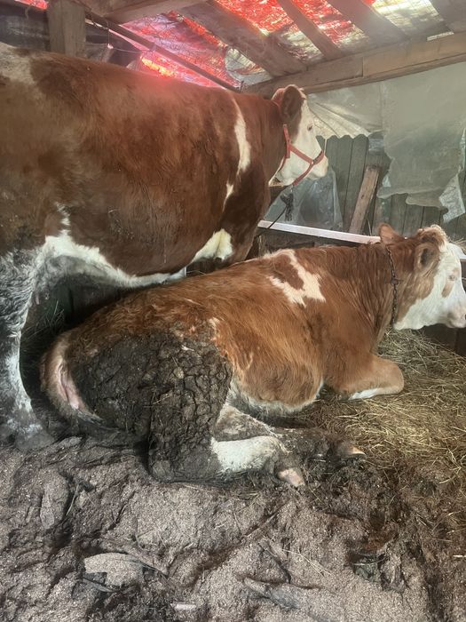 Vand vaci baltate destante