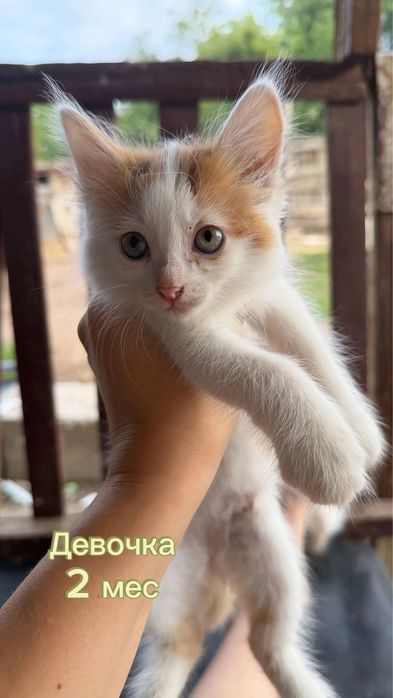Котята район диагностического центра
