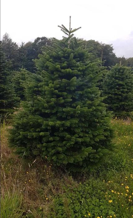 Brad Normandian Natural – Transport Gratuit, Livrare Rapidă