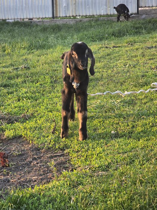 Англо-нубийские козы, козлята, козёл