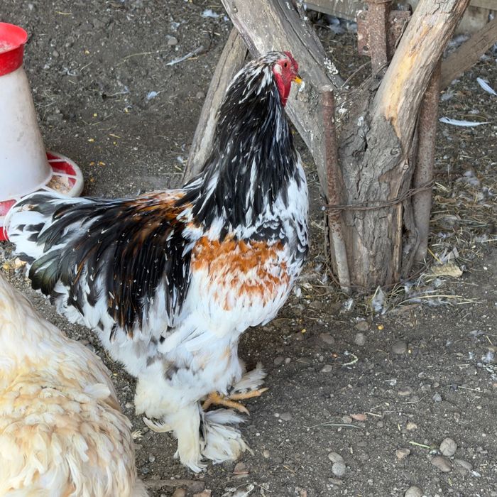 Găini şi cocoşi Brahma Porțelan