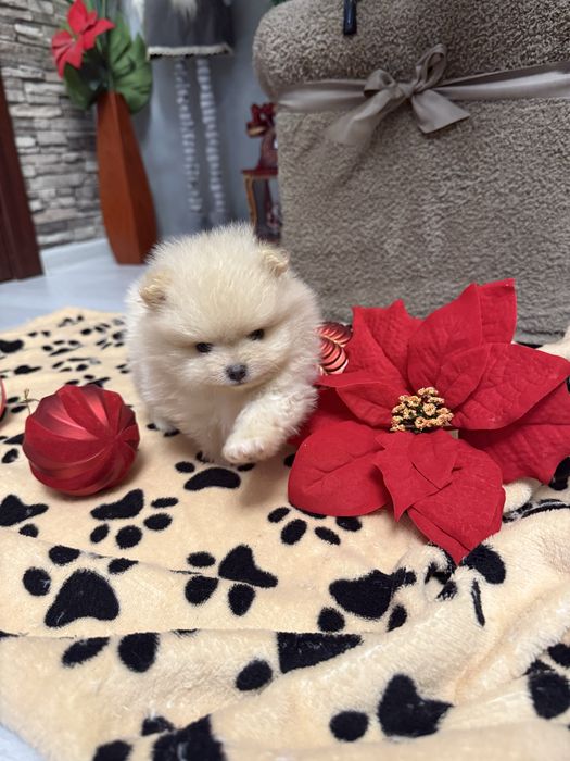 Померан две момчета и едно момиче