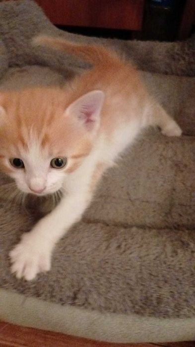 Котята мальчики и девочки